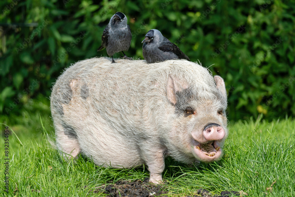two western jackdaws sitting on minipig two western jackdaws sitting on minipig