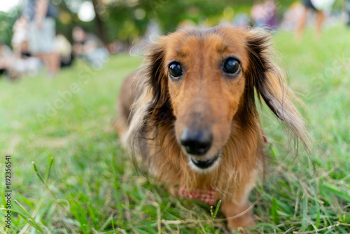 Cute dachshund enjoys happy weekend with owner