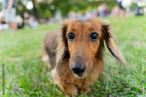 Cute dachshund enjoys happy weekend with owner