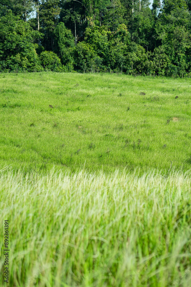 Obraz premium The hill has a natural sky meadow. beautiful background pictures