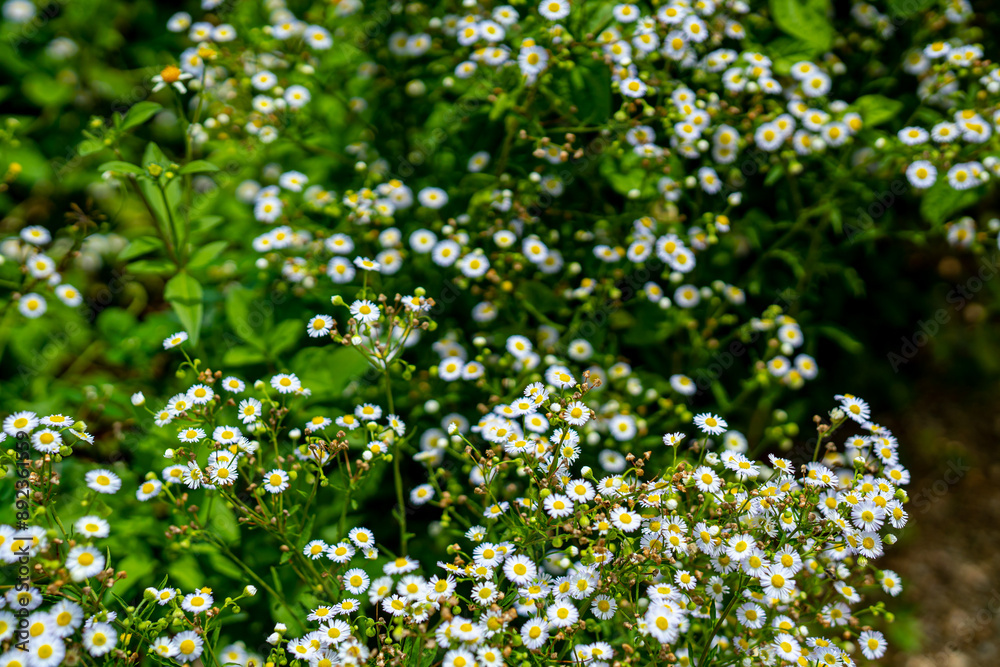 Fototapeta premium Vintage wild chamomile Daisies in the summer field Beautiful nature background wallpape