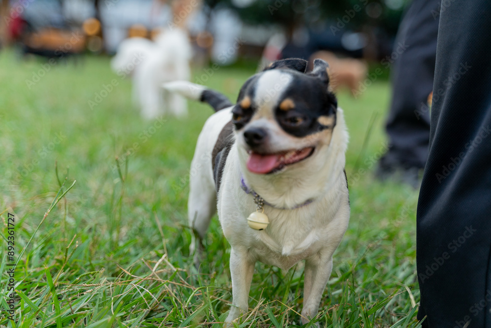 a happy chihuahua joyfully walking through a lush grassy field. With its energetic and playful demeanor, the small dog exudes a sense of excitement and curiosity as it explores the outdoors a happy chihuahua joyfully walking through a lush grassy field. With its energetic and playful demeanor, the small dog exudes a sense of excitement and curiosity as it explores the outdoors