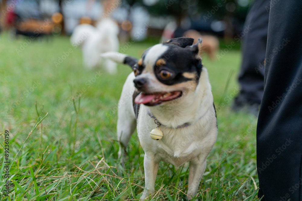 a happy chihuahua joyfully walking through a lush grassy field. With its energetic and playful demeanor, the small dog exudes a sense of excitement and curiosity as it explores the outdoors a happy chihuahua joyfully walking through a lush grassy field. With its energetic and playful demeanor, the small dog exudes a sense of excitement and curiosity as it explores the outdoors