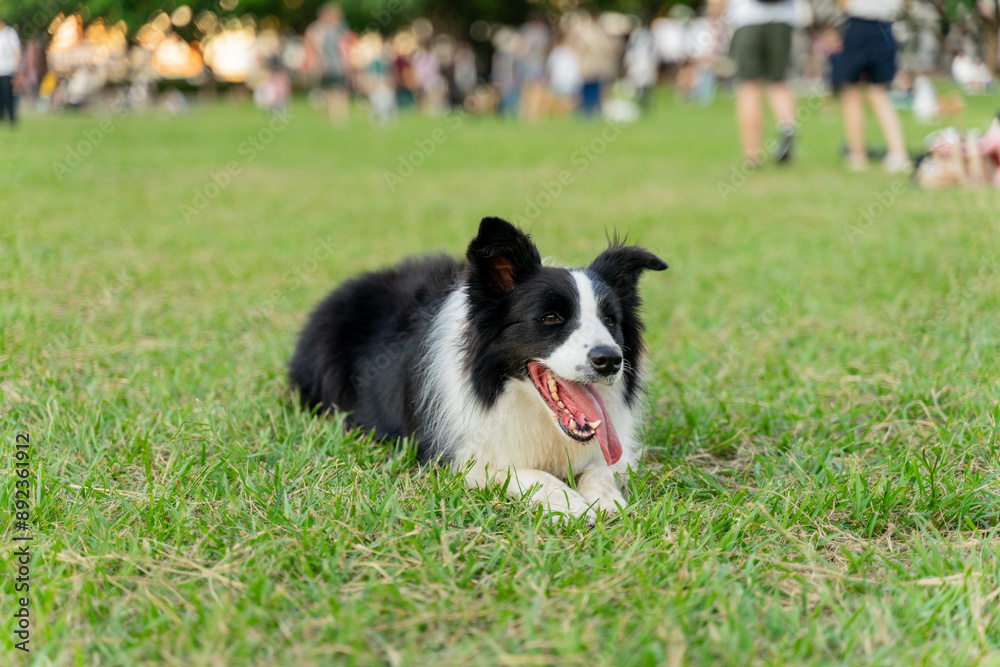 Playful border collie follows owner to the meadow for a pleasant weekend afternoon Playful border collie follows owner to the meadow for a pleasant weekend afternoon