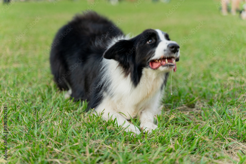 Playful border collie follows owner to the meadow for a pleasant weekend afternoon Playful border collie follows owner to the meadow for a pleasant weekend afternoon