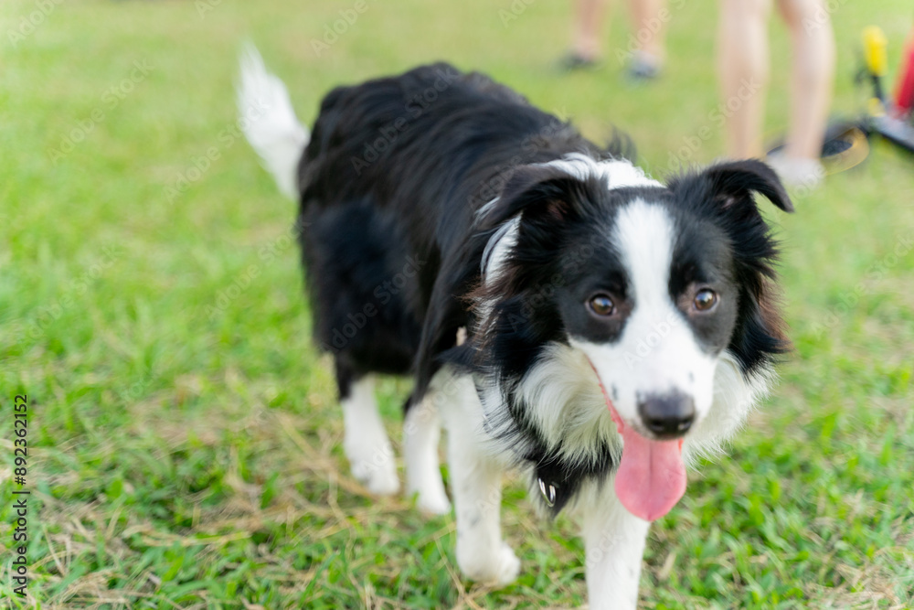 Playful border collie follows owner to the meadow for a pleasant weekend afternoon Playful border collie follows owner to the meadow for a pleasant weekend afternoon