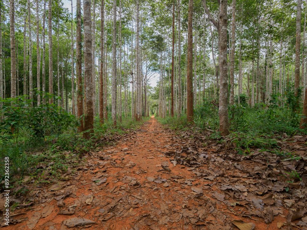 Obraz premium Dipterocarpus alatus roxb tree planting plot