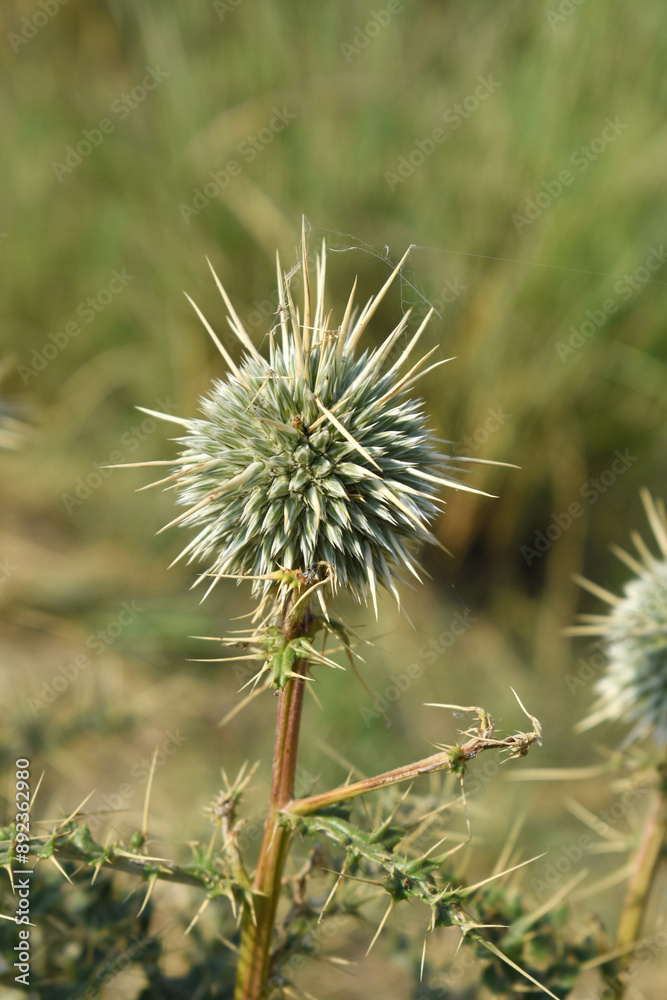 Echinops sphaerocephalus, Echinops sphaerocephalus known as Great Globe Thistle or Pale Globe Thistle, A summer plant in the wild in a meadow, Wild flower with thorns and spines bloomed Echinops sphaerocephalus, Echinops sphaerocephalus known as Great Globe Thistle or Pale Globe Thistle, A summer plant in the wild in a meadow, Wild flower with thorns and spines bloomed