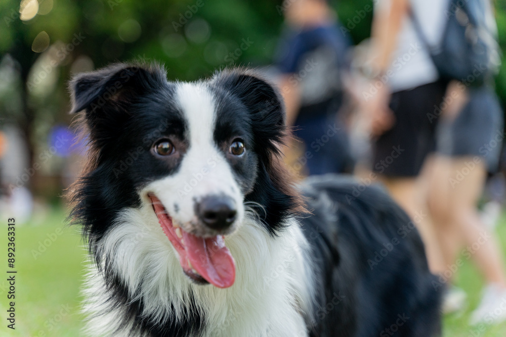 Playful border collie follows owner to the meadow for a pleasant weekend afternoon Playful border collie follows owner to the meadow for a pleasant weekend afternoon