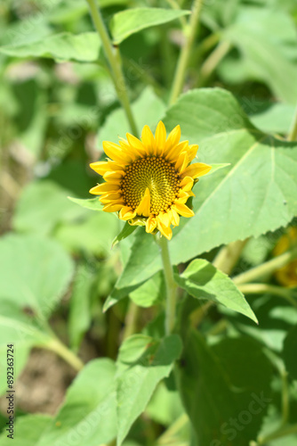 Closeup of a sunflower growing in a field of sunflowers during a nice sunny summer day, Sunflower natural background. flower blooming, Beautiful field of blooming sunflowers, Chakwal, Punjab, Pakistan