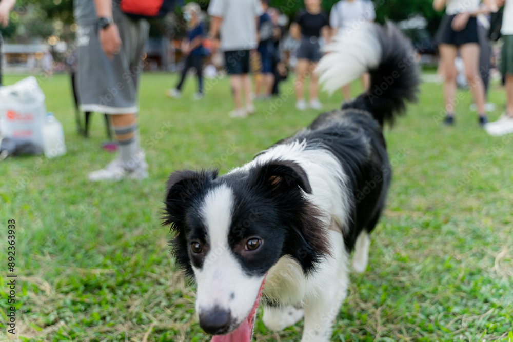 A Border Collie joyfully wanders across a lush green field, its black-and-white fur shining under the warm sunlight. With its tail wagging and a lively expression, A Border Collie joyfully wanders across a lush green field, its black-and-white fur shining under the warm sunlight. With its tail wagging and a lively expression,