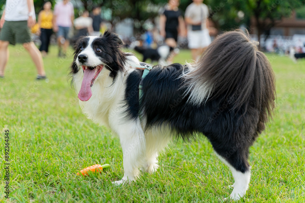 A Border Collie joyfully wanders across a lush green field, its black-and-white fur shining under the warm sunlight. With its tail wagging and a lively expression, A Border Collie joyfully wanders across a lush green field, its black-and-white fur shining under the warm sunlight. With its tail wagging and a lively expression,