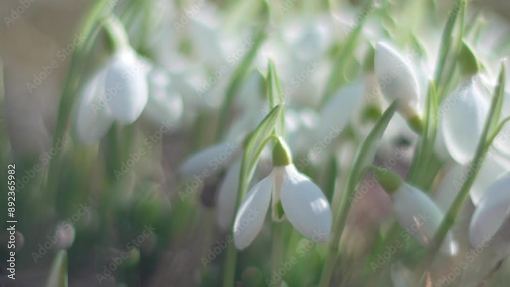 Snowdrops, flower, spring. White snowdrops bloom in garden, early spring, signaling end of winter. Slow motion, close up, soft focus Snowdrops, flower, spring. White snowdrops bloom in garden, early spring, signaling end of winter. Slow motion, close up, soft focus