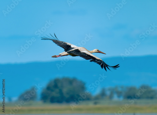 Tableau sur toile stork in flight, Lange Lacke, Burgenland, Austria, May 2024