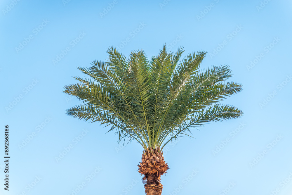 Palm tree with green leaves on blue background Palm tree with green leaves on blue background
