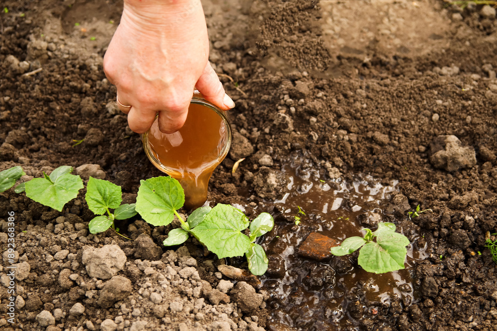 Fertilizing young cucumbers. A woman applies liquid mineral fertilizer to tender vegetable shoots. She is seen watering the young plants with the nutrient solution
