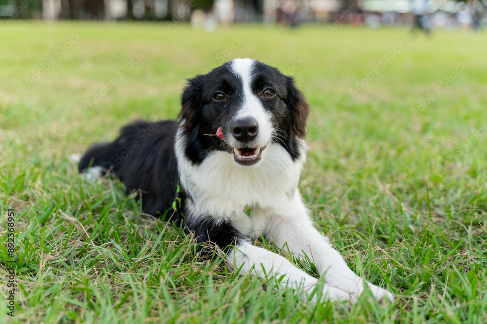 Playful border collie follows owner to the meadow for a pleasant weekend afternoon Playful border collie follows owner to the meadow for a pleasant weekend afternoon