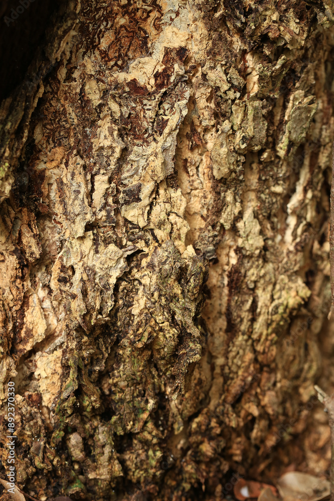 tree texture, close up of tree bark background. tree texture, close up of tree bark background.