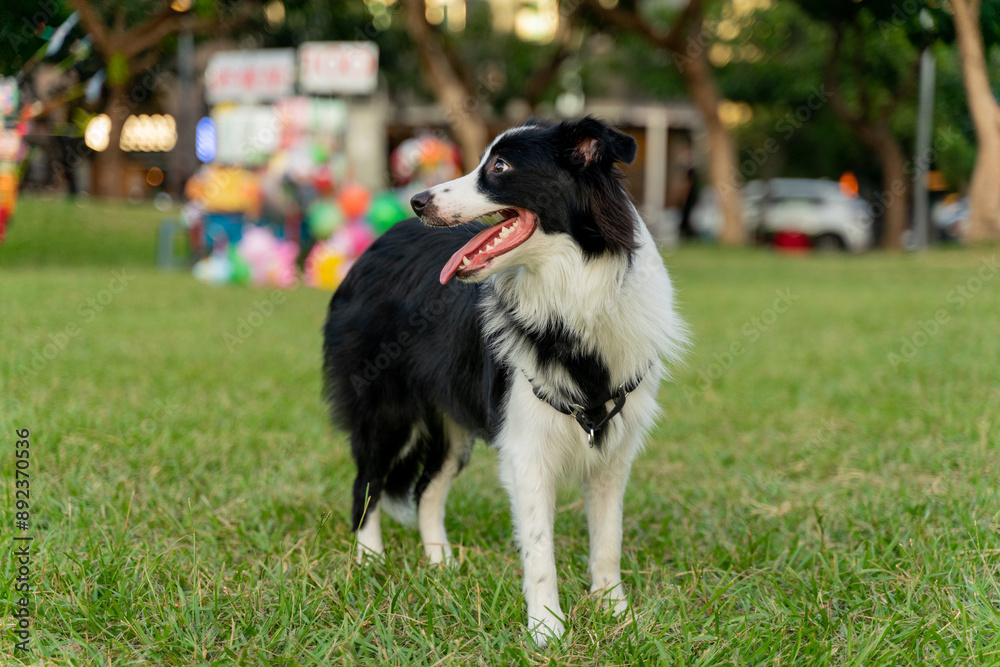 Playful border collie follows owner to the meadow for a pleasant weekend afternoon Playful border collie follows owner to the meadow for a pleasant weekend afternoon