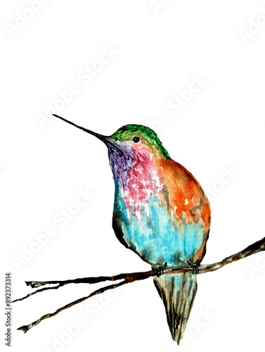 hummingbird tropical bird on a branch