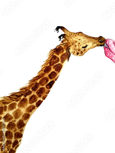 Photography giraffe isolated on white little cute baby giraffe