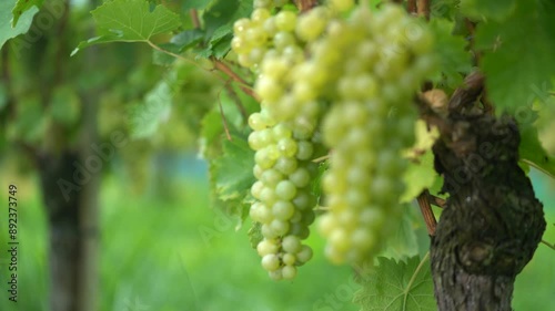 Wallpaper Mural Close Up of Green Grapes Growing on a Vine in a Vineyard Torontodigital.ca