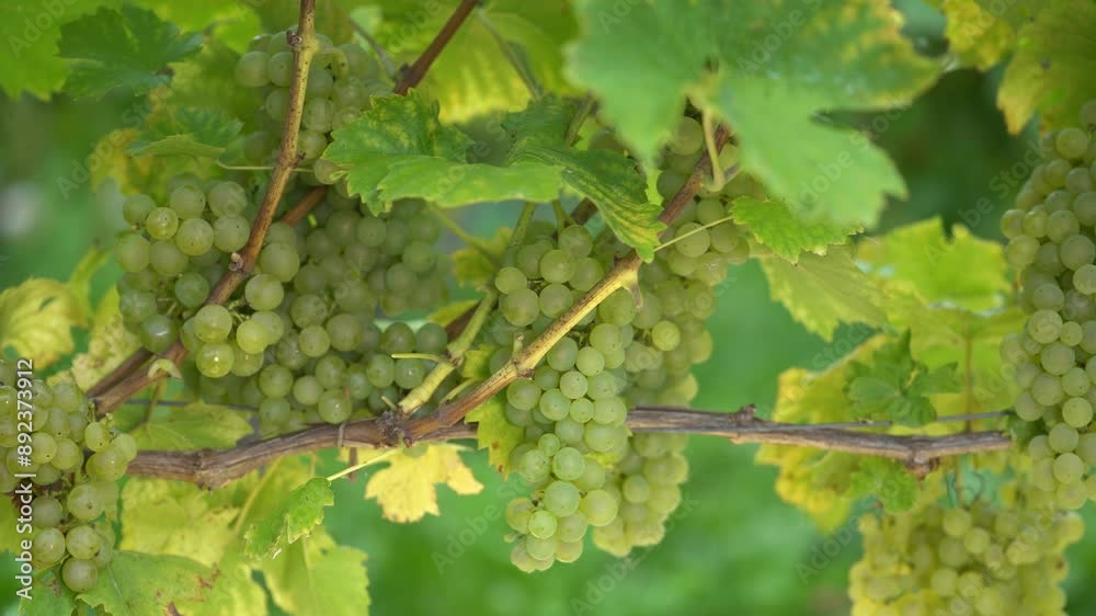 A close-up shot of a vine growing green grapes, with lush green leaves in the background. The grapes are still maturing, and their skins are a pale green color. The bright sunshine highlights the vibr A close-up shot of a vine growing green grapes, with lush green leaves in the background. The grapes are still maturing, and their skins are a pale green color. The bright sunshine highlights the vibr