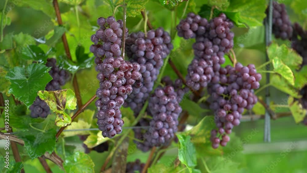 Ripe Purple Grapes Hanging on Vine in a Vineyard