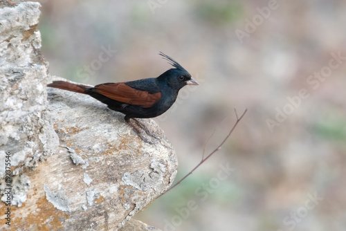 crested bunting or Emberiza lathami in Binsar in Uttarakhand, India photo