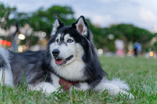 The happy husky took advantage of the weekend afternoon to spend a happy afternoon with his owner on the grass in the park