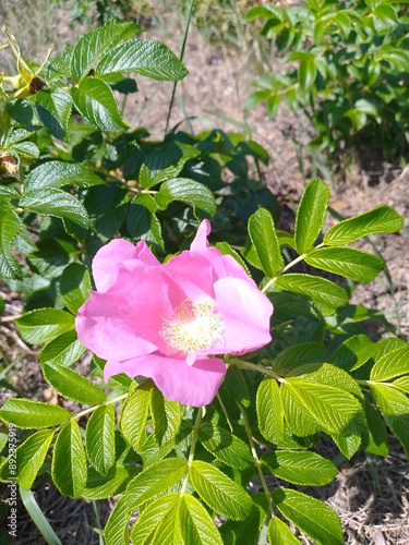 pink rose bush