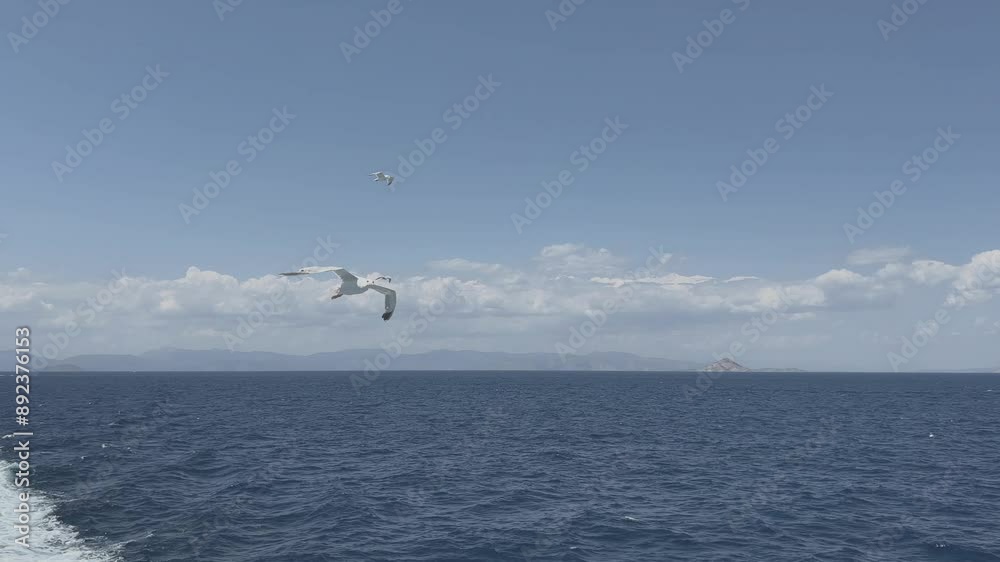 seagulls flying over the sea seagulls flying over the sea