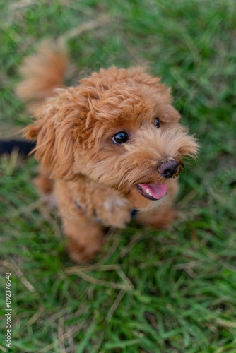 The fluffy and happy poodle took advantage of the weekend afternoon to spend a happy afternoon on the grass in the park with his owner