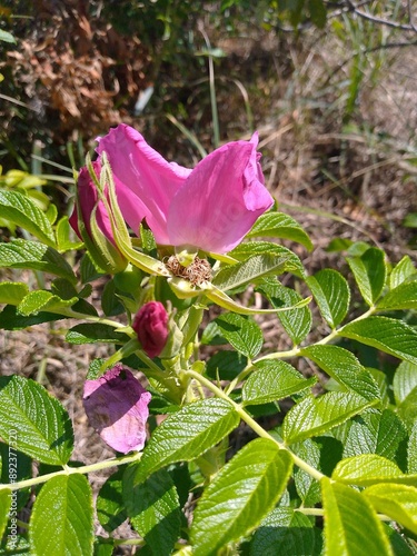 pink rose bush