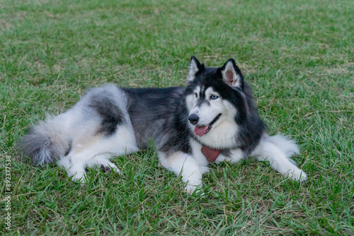 The happy husky took advantage of the weekend afternoon to spend a happy afternoon with his owner on the grass in the park