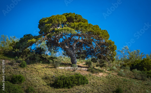 El Pino de Binaced, Aragon Spain.
 The pine tree is large and old, it is very well preserved and they take care to preserve it, the enclave is very beautiful from where you can see the Pontón and the 