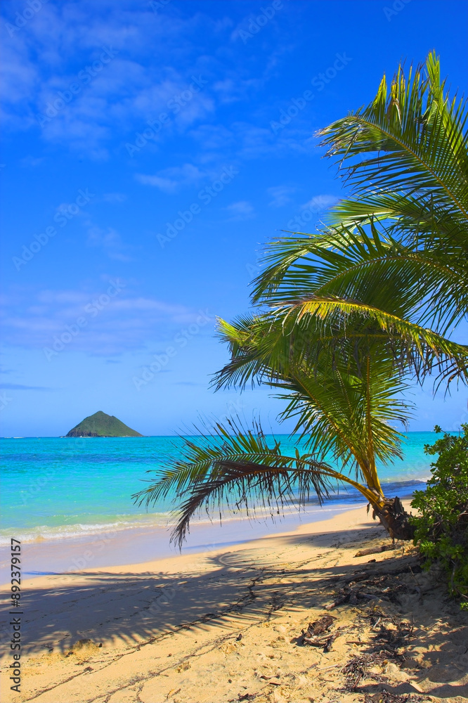 Hawaii, beach island and palm trees at sea for vacation, holiday and travel in summer at Lanikai. Ocean, water and sand on coast with blue sky, nature or clouds on horizon on land outdoor in Kailua Hawaii, beach island and palm trees at sea for vacation, holiday and travel in summer at Lanikai. Ocean, water and sand on coast with blue sky, nature or clouds on horizon on land outdoor in Kailua