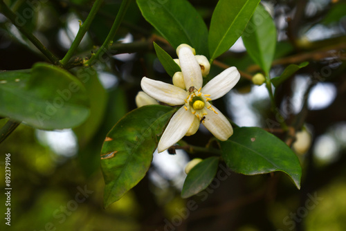 White little flower on orange tree, Blossoming orange tree flowers, closeup of Orange tree branches with white flowers, buds and leaves, Chakwal, Punjab, Pakistan