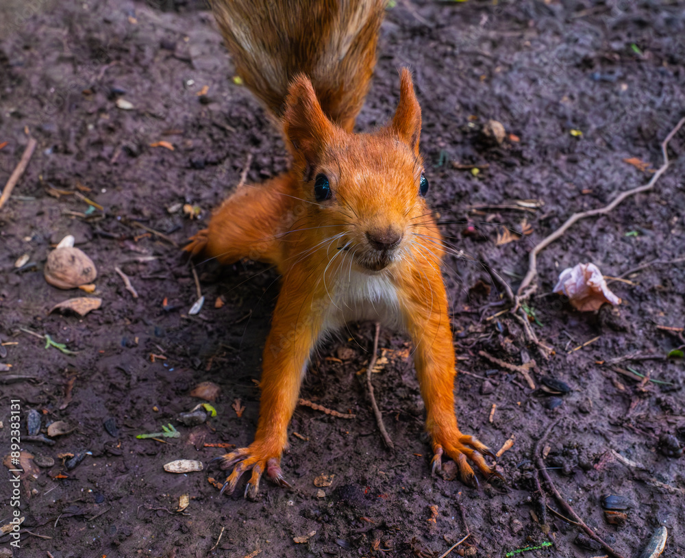 red squirrel on the ground red squirrel on the ground