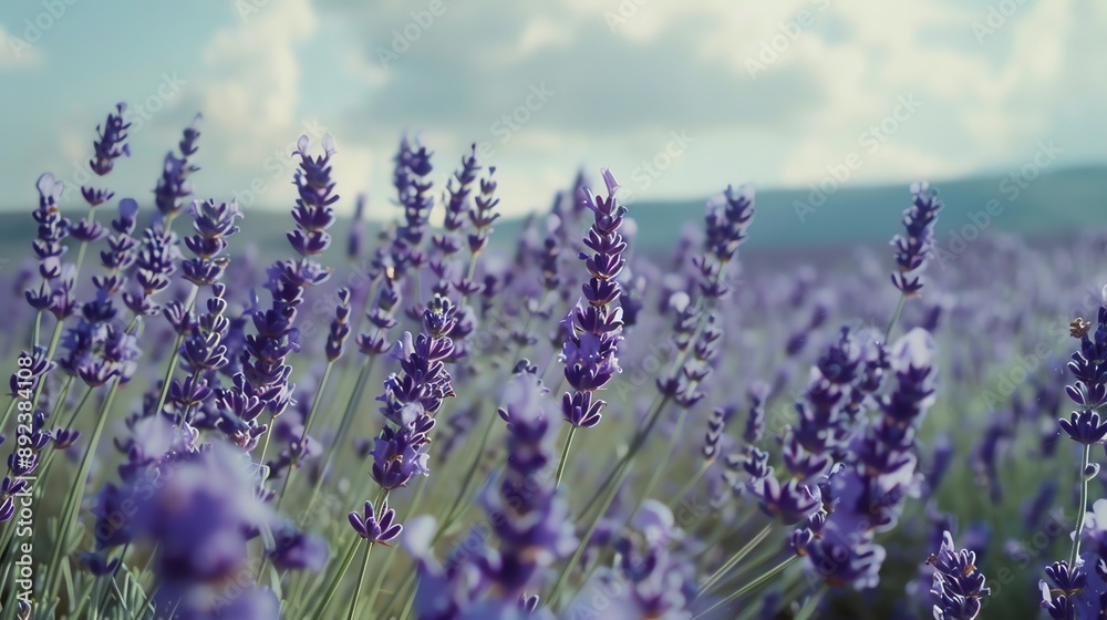 A field of lavender flowers with a blue sky in the background.