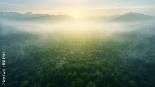 A foggy forest with a bright sun in the sky © CtrlN