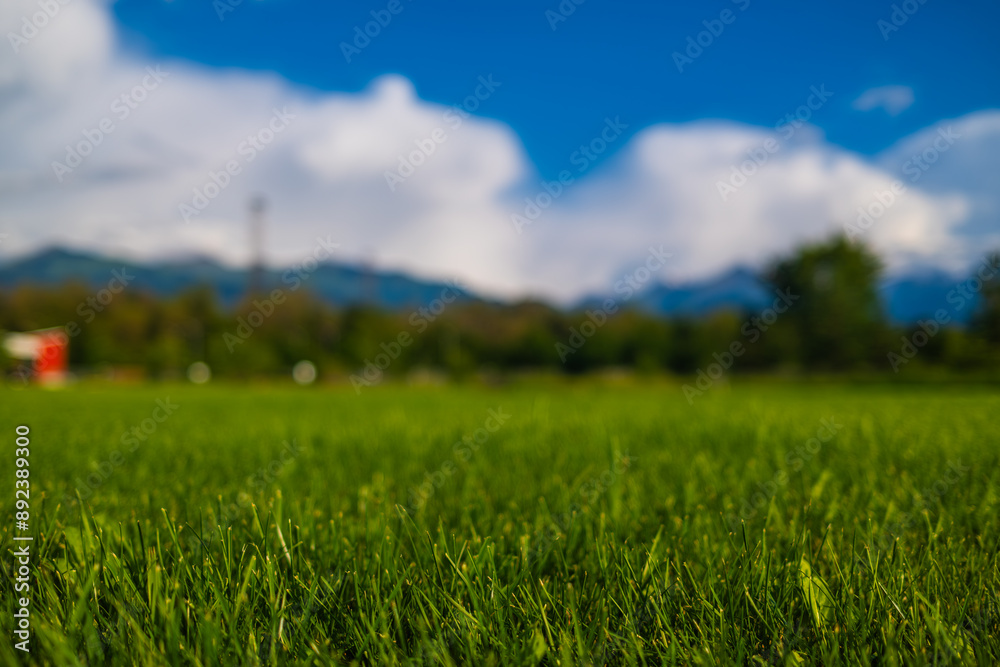 lawn close up, green grass and blu sky with clouds background lawn close up, green grass and blu sky with clouds background