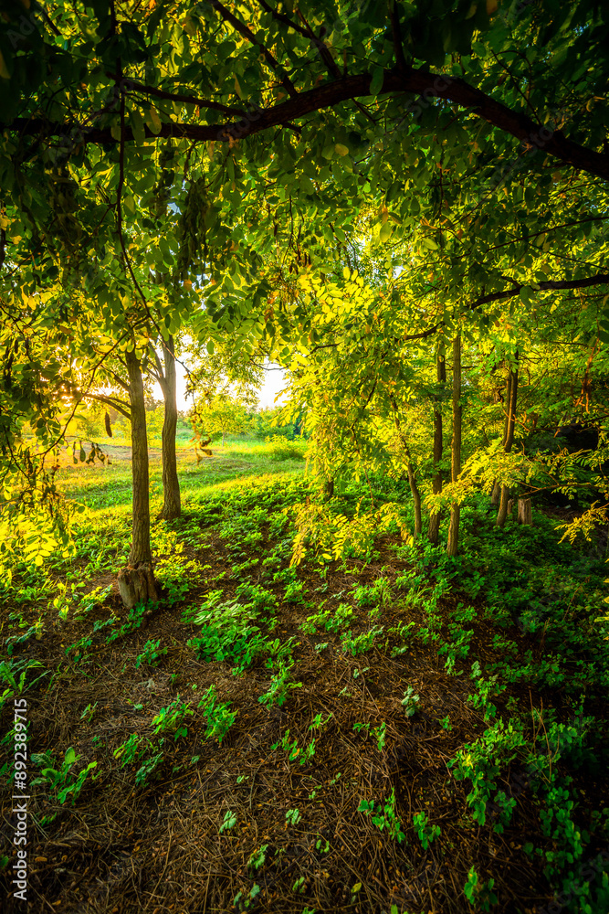 Fototapeta premium Sunrise in the village . Landscape in golden hour . Trees and grass , golden sunrise . Sunny morning . Forest with sun . Beautiful landscapes 