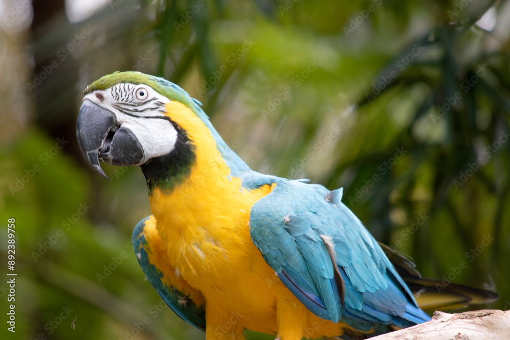 The blue and gold macaws forehead feathers are green. Wing feathers are blue with green tips; underwing coverts and breast are yellow-orange. The blue and gold macaws forehead feathers are green. Wing feathers are blue with green tips; underwing coverts and breast are yellow-orange.