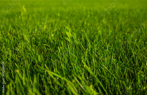 lawn close up, green grass background