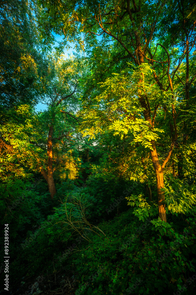 Sunrise in the village . Landscape in golden hour . Trees and grass , golden sunrise . Sunny morning . Forest with sun . Beautiful landscapes Sunrise in the village . Landscape in golden hour . Trees and grass , golden sunrise . Sunny morning . Forest with sun . Beautiful landscapes
