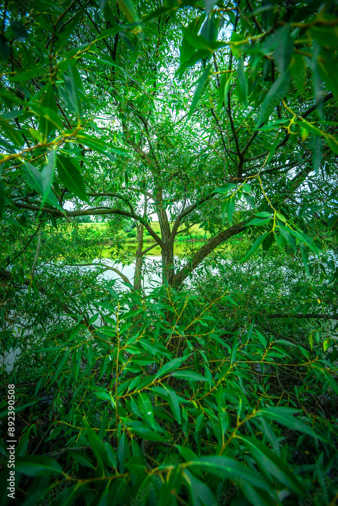 Landscape at the evening . Blue hour . Forest , mystery lake . Clouds over the forest . Trees in woods. Summer forest . Green grass. Blue sky . Rain weather in forest. Stormy evening Landscape at the evening . Blue hour . Forest , mystery lake . Clouds over the forest . Trees in woods. Summer forest . Green grass. Blue sky . Rain weather in forest. Stormy evening