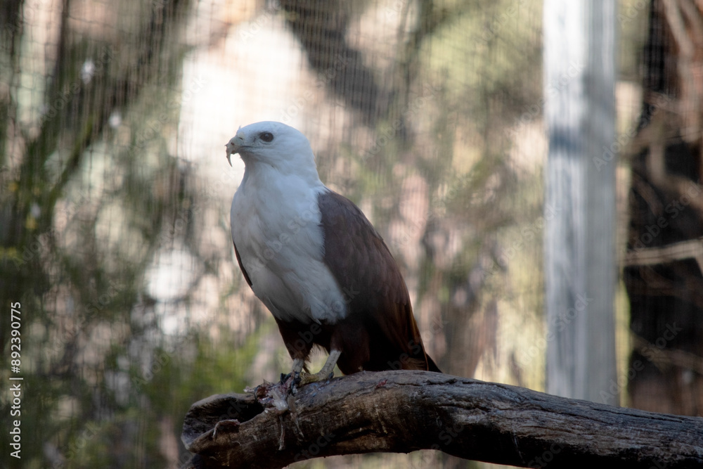 The brahminy kite is distinctive and contrastingly coloured, with chestnut plumage except for the white head and breast and black wing tips. The brahminy kite is distinctive and contrastingly coloured, with chestnut plumage except for the white head and breast and black wing tips.