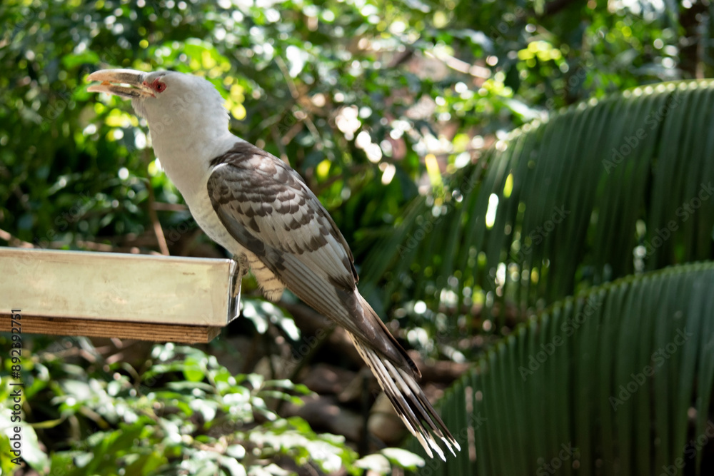 Fototapeta premium the Channel-billed Cuckoo has a massive pale, down-curved bill, grey plumage (darker on the back and wings) and long barred tail
