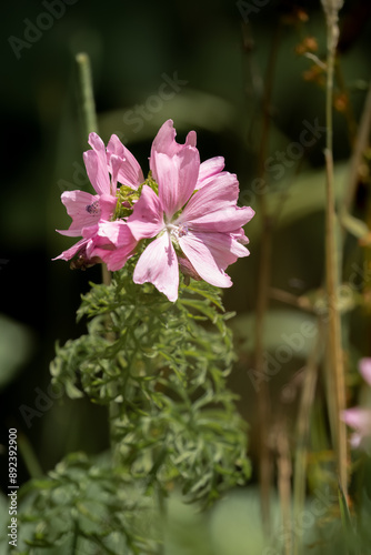 close-up of a beautiful pink wild Musk Mallow flowers (Malva moschata) growing wild, Wilts UK photo